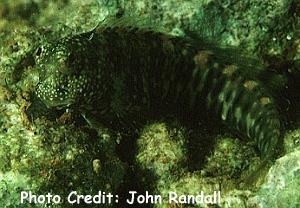  Salarias guttatus (Breast-spot Blenny)