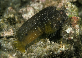  Salarias ramosus (Starry Blenny)