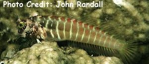  Salarias segmentatus (Segmented Blenny)