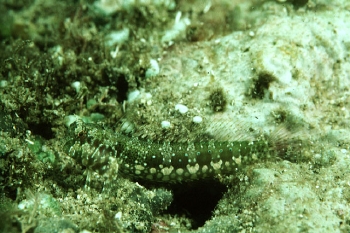  Salarias sinuosus (Fringelip Blenny)