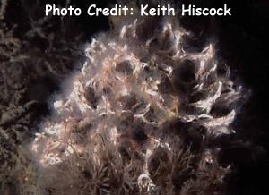  Salmacina dysteri (Sea Frost Worm)