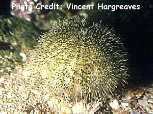  Salmaciella dussemieri (Salt & Pepper Urchin)