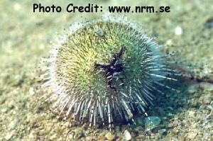  Salmacis sphaeroides (Bicolor Urchin)