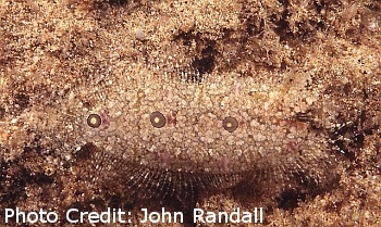  Samaris triocellatus (Three Spot Righteye Flounder)