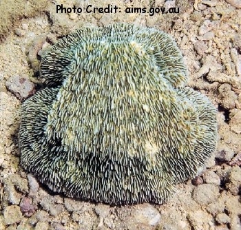  Sandalolitha africana (Dome Coral, Helmet Coral)