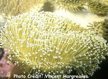  Sarcophyton ehrenbergi (Dish-top Leather Coral, Toadstool Coral)