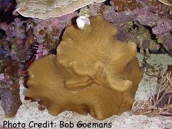  Sarcophyton elegans (Yellow Leather Coral)