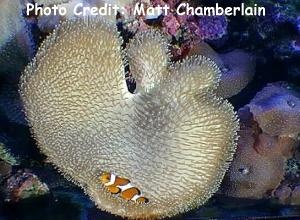  Sarcophyton latum (Milk Leather Coral)