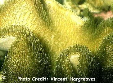  Sarcophyton tenuispiculatum (Lacy-head Leather Coral, Yellow Toadstool Leather Coral)