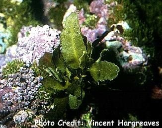  Sargassum hystrix (White-vein Sargassum)