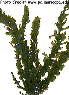  Sargassum johnstoni (Johnstoni Grape Weed)