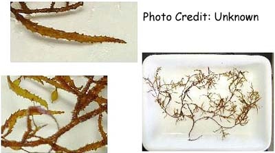  Sargassum natans (Gulf Weed)