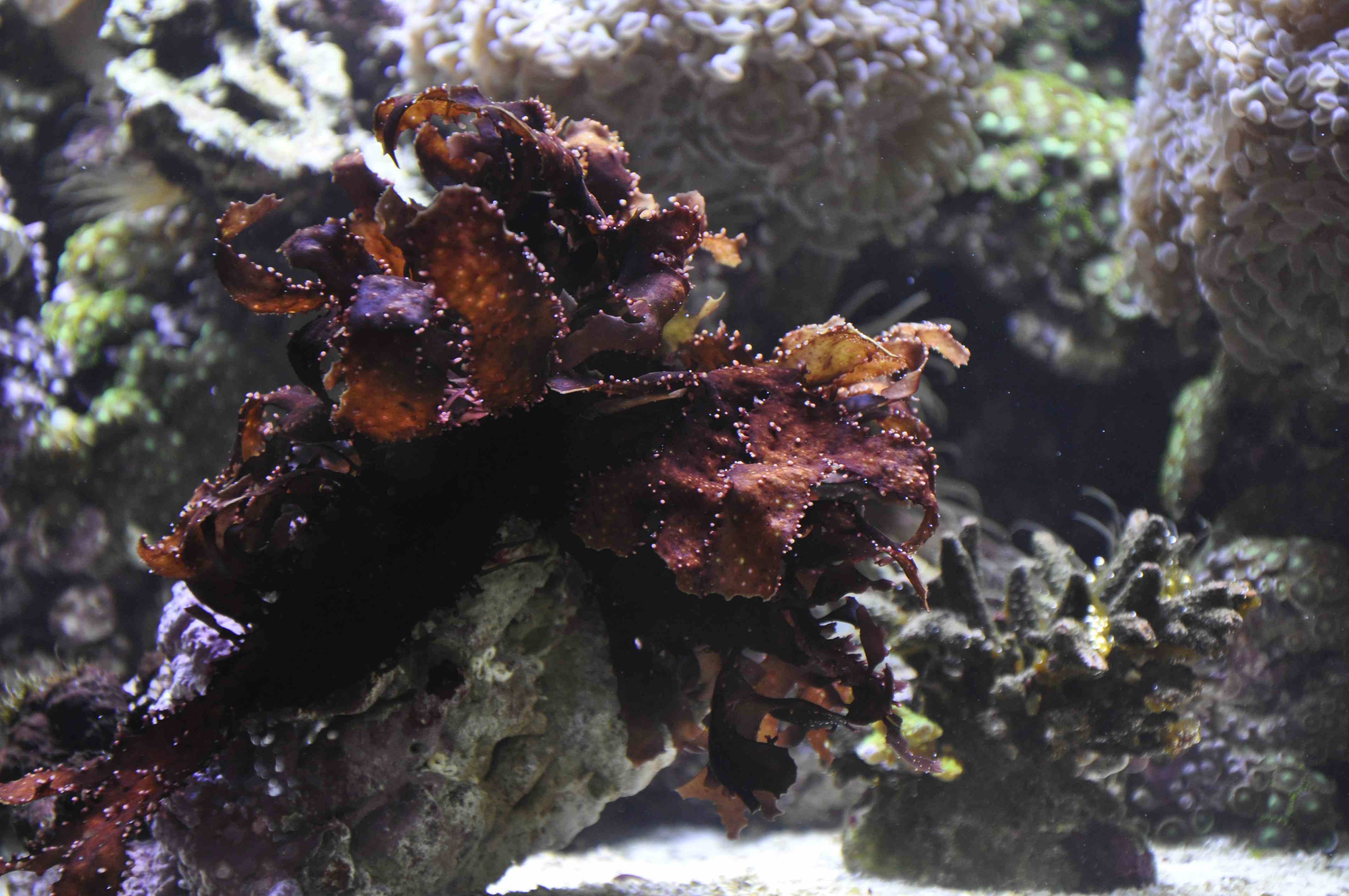  Sargassum polyphyllum  (Variable Sargassum)