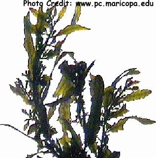  Sargassum sinicola (Leafy Grape Weed)