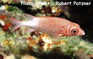  Sargocentron caudimaculatum (Tailspot Squirrelfish, Silverspot Squirrelfish)