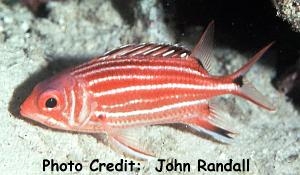  Sargocentron cornutum (Threespot Squirrelfish)