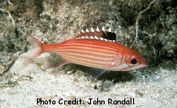  Sargocentron coruscum (Reef Squirrelfish)