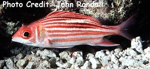  Sargocentron microstoma (Fineline Squirrelfish, Smallmouth Squirrelfish)