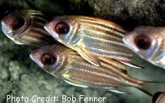  Sargocentron rubrum (Redcoat Squirrelfish)