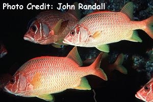 Sargocentron spiniferum (Giant Squirrelfish, Duckbill Squirrelfish)  Sargocentron spiniferum (Giant Squirrelfish, Duckbill Squirrelfish)