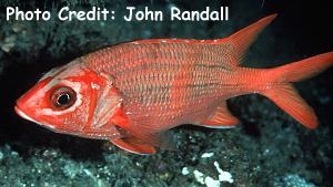  Sargocentron tiere (Blueline Squirrelfish, Tahitian Squirrelfish)