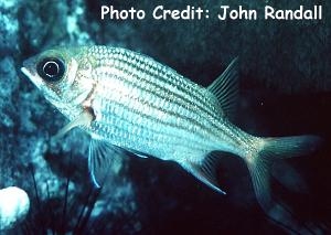  Sargocentron vexillarium (Dusky Squirrelfish)