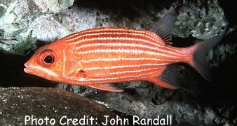  Sargocentron xantherythrum (Hawaiian Squirrelfish)