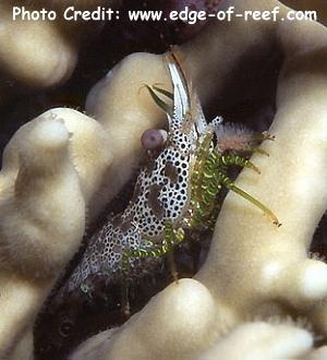  Saron neglectus (Green Marble Shrimp, Eyespot Shrimp)
