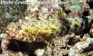  Saurida gracilis (Graceful Lizardfish, Slender Grinner)