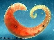  Scalibregma inflatim (Nereis Worm)