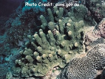  Scaphophyllia cylindrica (Finger Coral)