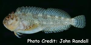  Scartella emarginata (Maned Blenny)