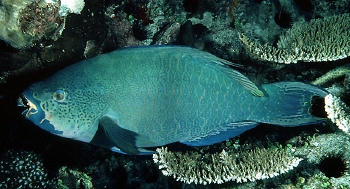  Scarus altipinnis (Filament-finned Parrotfish)
