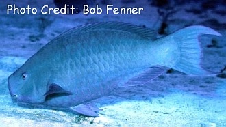  Scarus coeruleus (Blue Parrotfish)