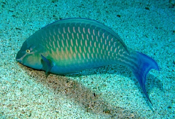  Scarus collana (Red Sea Parrotfish)