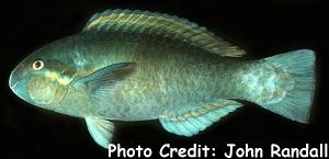  Scarus dimidiatus (Yellowbarred Parrotfish)