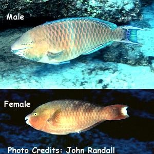  Scarus dubius (Regal Parrotfish)