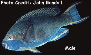  Scarus falcipinnis (Sicklefin Parrotfish)