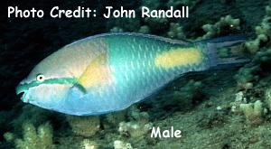  Scarus flavipectoralis (Yellowfin Parrotfish)