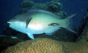 Scarus forsteni (Forsten's Parrotfish)