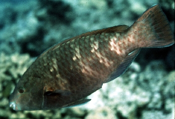 Scarus fuscopurpureus (Purple-brown Parrotfish)