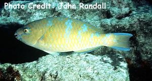  Scarus ghobban (Blue-barred Parrotfish)