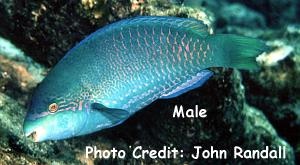  Scarus globiceps (Globehead Parrotfish)