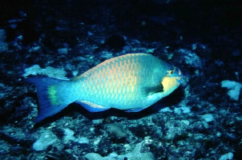  Scarus hoefleri (Guinean Parrotfish)