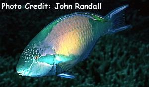  Scarus hypselopterus (Yellowtail Parrotfish)