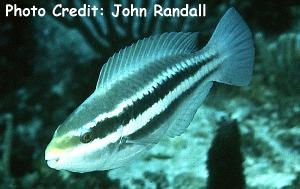  Scarus iseri (Striped Parrotfish)