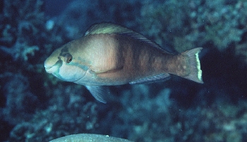  Scarus longipinnis (Highfin Parrotfish)