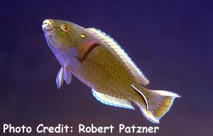 Scarus niger (Dusky Parrotfish)