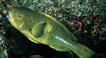  Scarus obishime (Yellowtail Parrotfish)