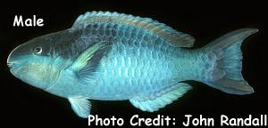  Scarus oviceps (Dark-capped Parrotfish)